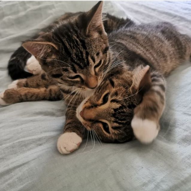 Photo of Bubble & Tea (Located In Brunswick West)