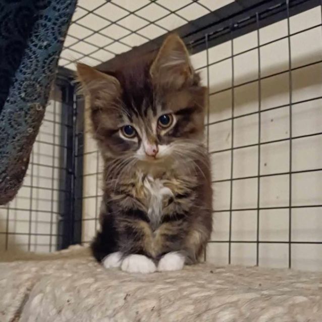 Photo of Bandit **2nd Chance Cat Rescue**