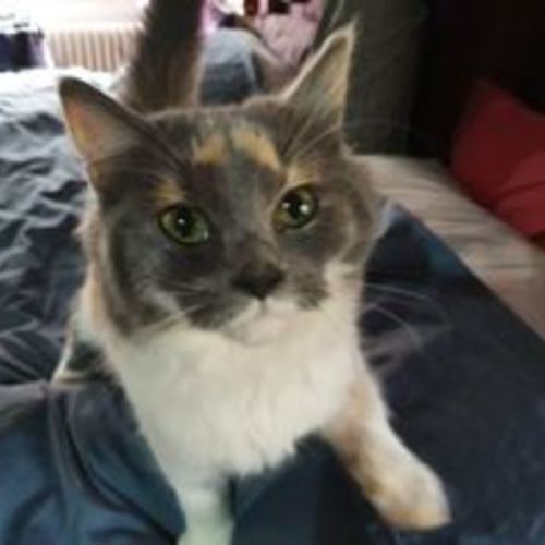 Amelia 