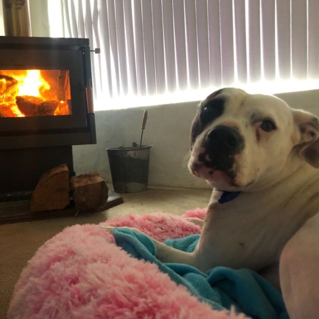 Photo of Abby ~ 6yr Old American Bulldog X(on Trial 29/8/22)