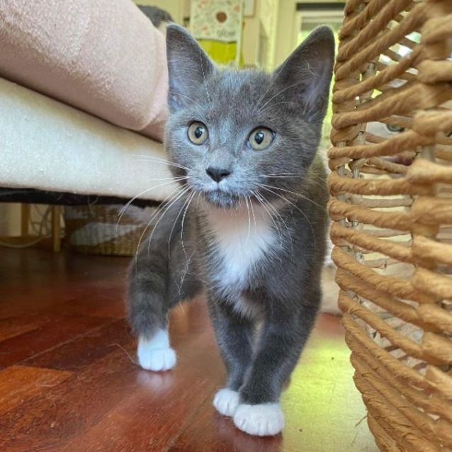 Photo of Comet *9 Lives Project Rescue*