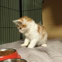 Photo of Rooney **2nd Chance Cat Rescue**