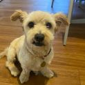 Photo of Con Cho