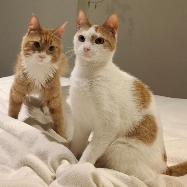 Photo of Misty & Brock