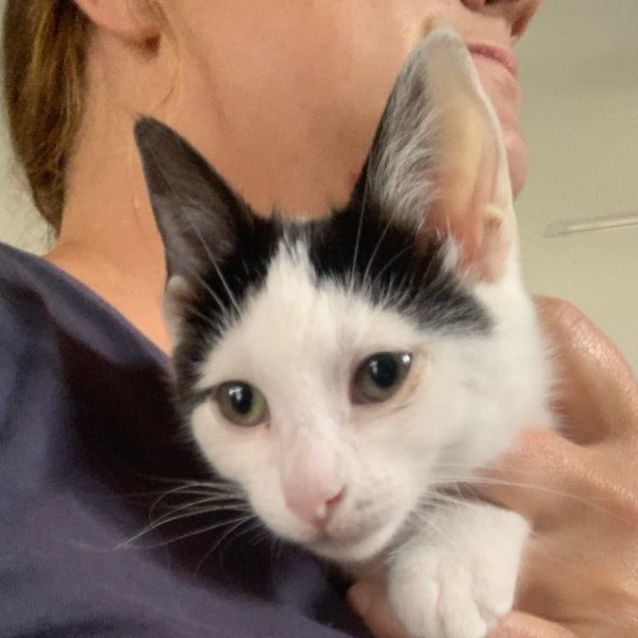 Photo of Poppy ** 2nd Chance Cat Rescue**
