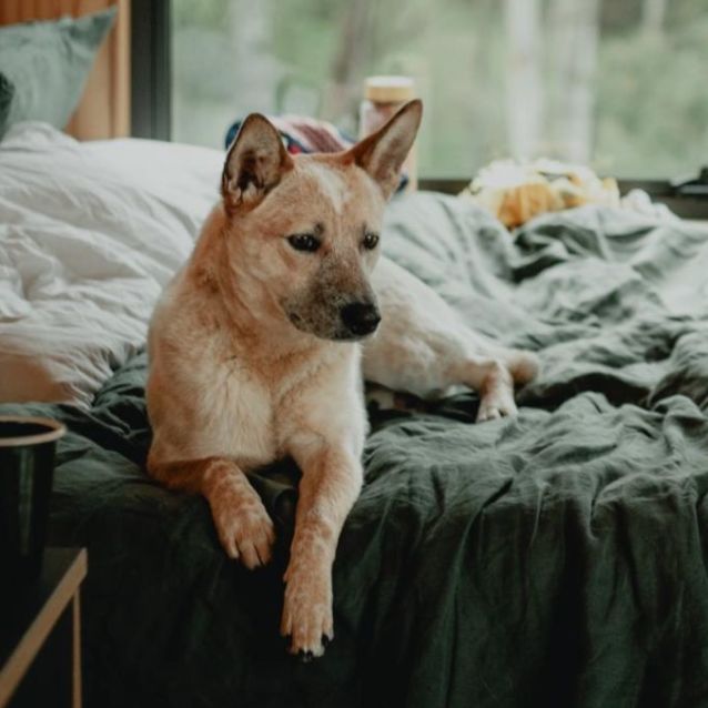 Photo of Ringer
