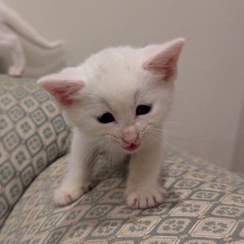 Washing Machine *Meet me at PetStock Kingsford*