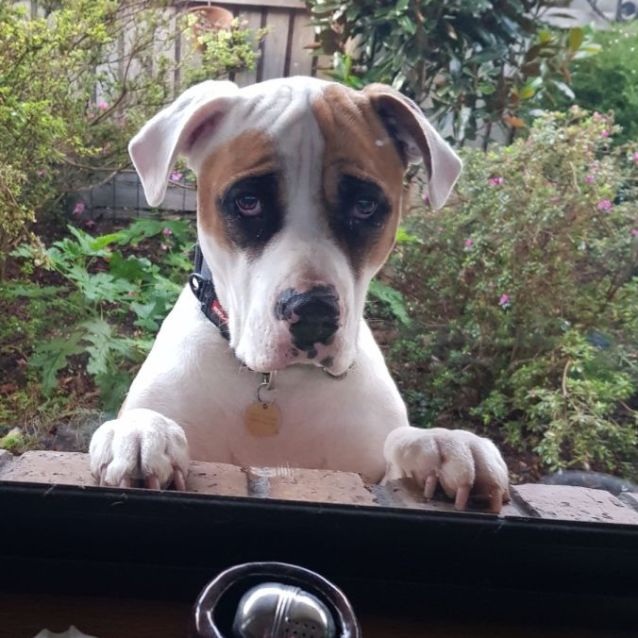 Yorba Large Male American Bulldog x Staffordshire Bull Terrier Mix Dog in VIC PetRescue