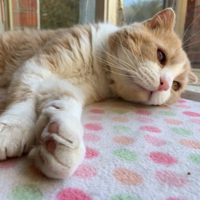 Photo of Jasper   Located In Preston