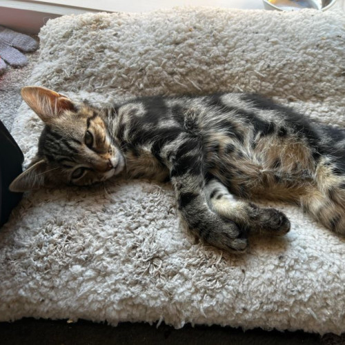 Hendrix **2nd Chance Cat Rescue**