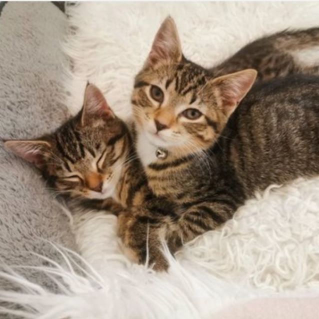 Photo of Bubble & Tea (Located In Brunswick West)