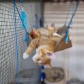 Photo of Cosma