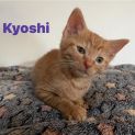 Photo of Kyoshi**2nd Chance Cat Rescue**