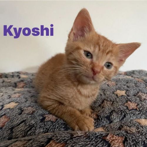 Kyoshi**2nd Chance Cat Rescue**