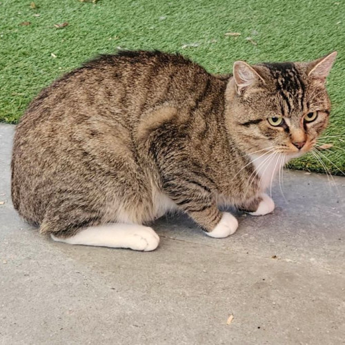 2nd Chance Cat Rescue PetRescue