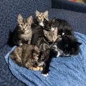 Photo of Fae **2nd Chance Cat Rescue**