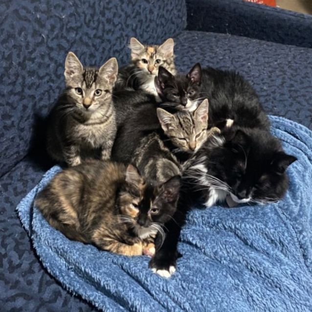 Photo of Fae **2nd Chance Cat Rescue**
