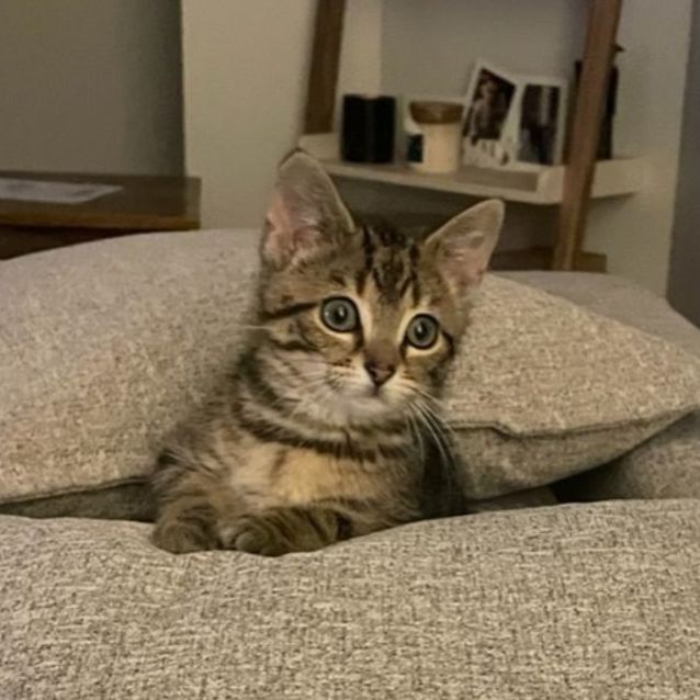 Photo of Jersey **2nd Chance Cat Rescue**