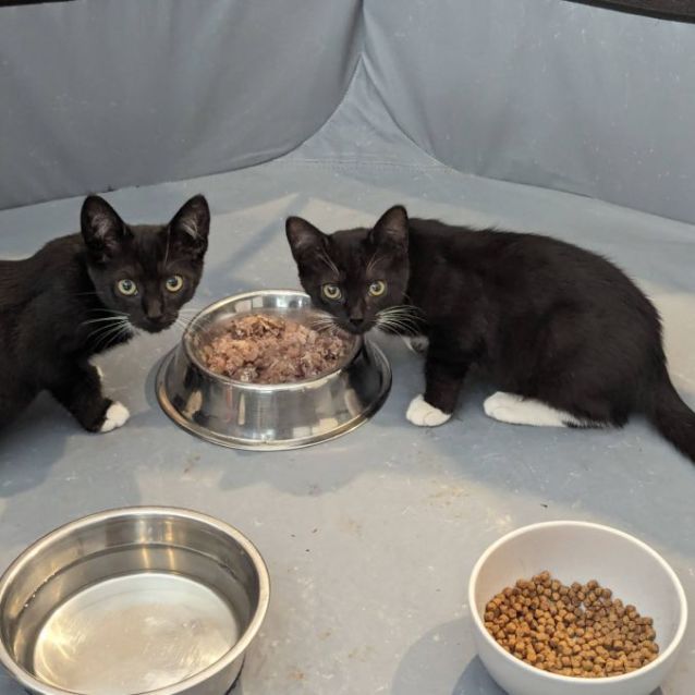 Photo of Jimmy *9 Lives Project Rescue*