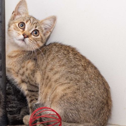 Kelly **2nd Chance Cat Rescue **