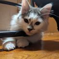 Photo of Dusty