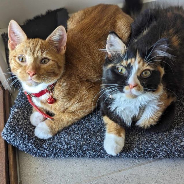 Photo of Mango & Maisie