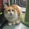Photo of O'malley **2nd Chance Cat Rescue**