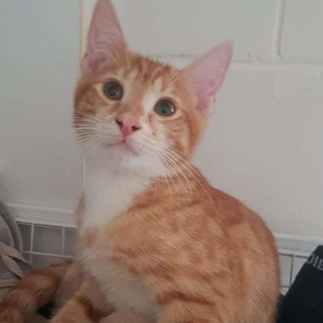 Photo of Red Velvet 'Velvy'