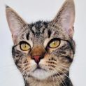 Photo of Lentil   Located In Hawthorn