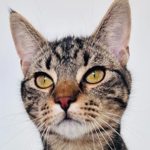 Lentil - Located in Hawthorn