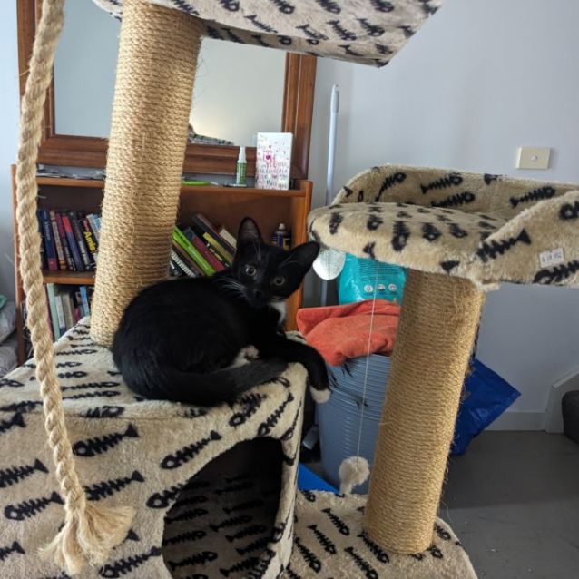 Photo of Jimmy *9 Lives Project Rescue*