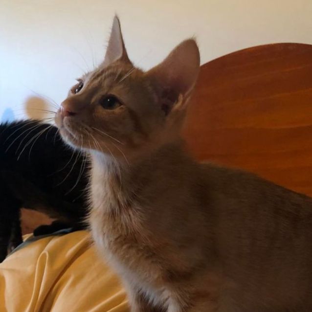 Photo of Francis **2nd Chance Cat Rescue**