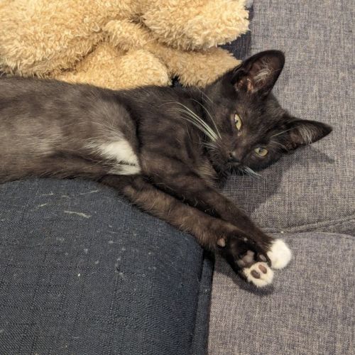 Jimmy *9 Lives Project Rescue*