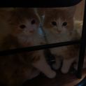Photo of Spot