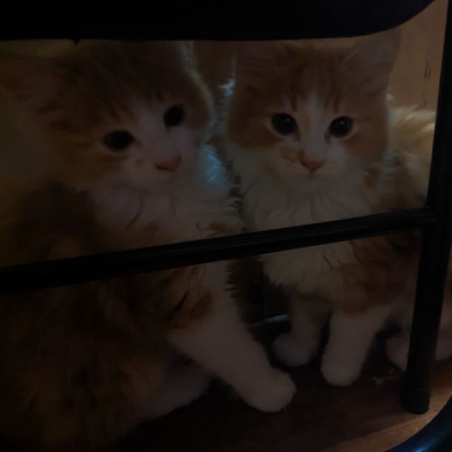 Photo of Spot