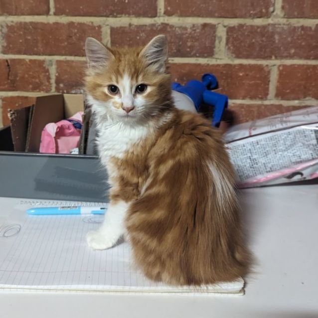 Photo of Spot