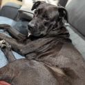 Photo of Penny