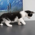 Photo of Stache
