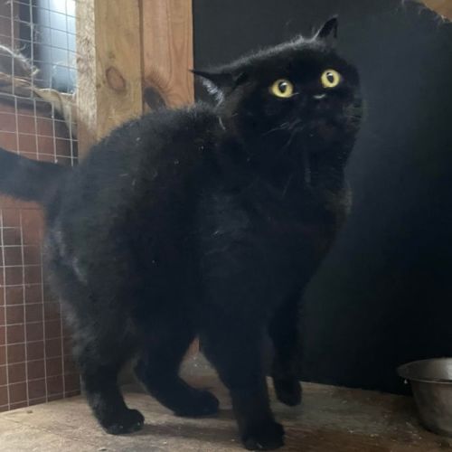 Bella **2nd Chance Cat Rescue**