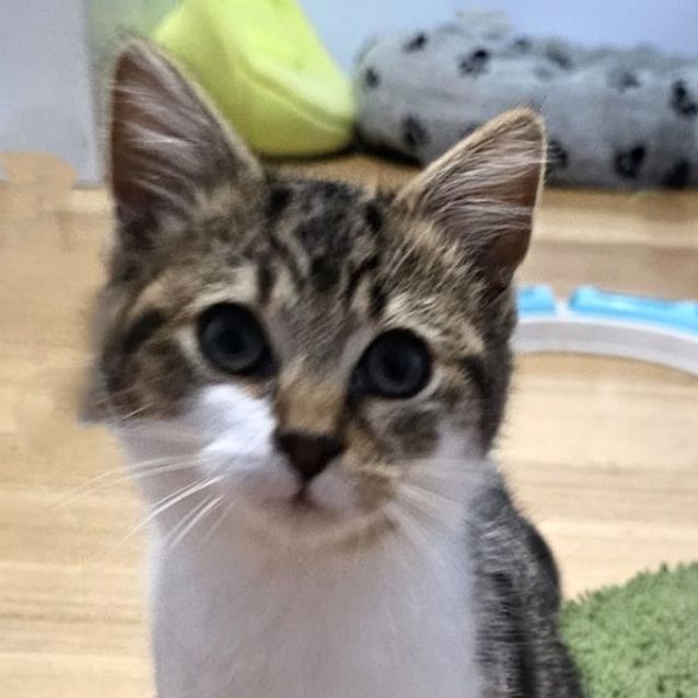 Photo of Merlot ^^Dandy Cat Rescue^^