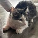Photo of Sebastian **2nd Chance Cat Rescue**