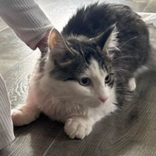 Photo of Sebastian **2nd Chance Cat Rescue**