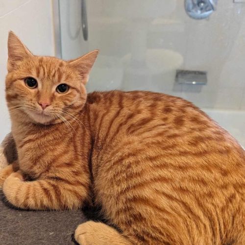 Meggie meet me at keysborough petstock store