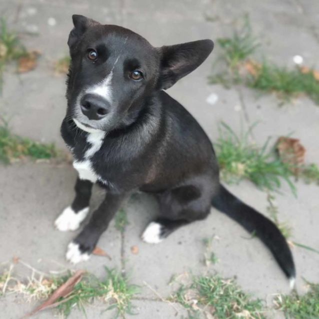 Photo of Mickey Spotty
