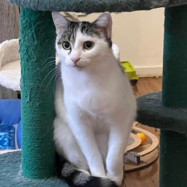 Photo of Jackie **2nd Chance Cat Rescue**