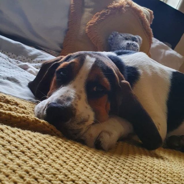 Photo of Ziggles