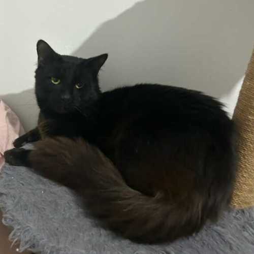 Flare*9 Lives Project Rescue*