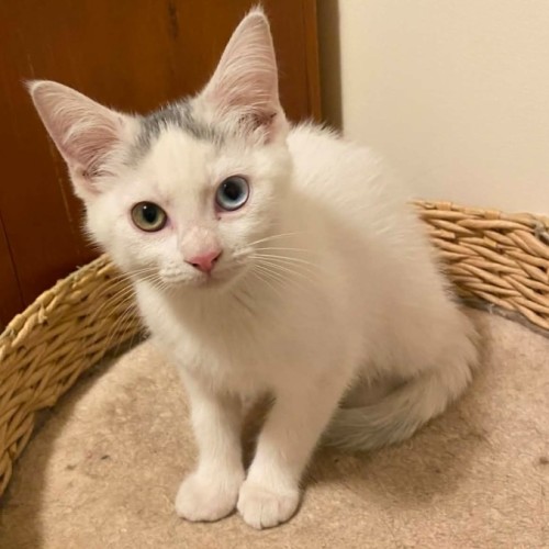 Ellie *9 Lives Project Rescue*