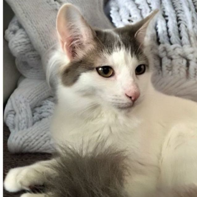 Photo of Buttons ^^Dandy Cat Rescue^^