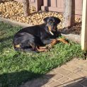 Photo of Stella ** Pure Breed Rottweiler **